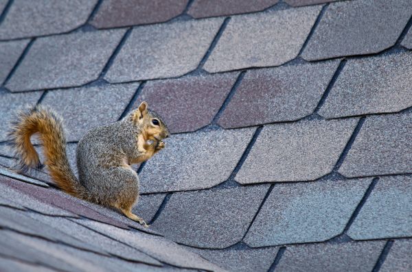 Wilmington Wildlife Removal