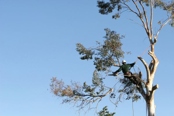 Wilmington Tree Trimming