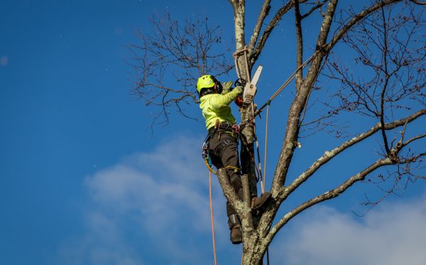 Wilmington Tree Removal